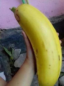 国产情侣大香蕉,甜蜜瞬间,浪漫满溢 第1张 国产情侣大香蕉,甜蜜瞬间,浪漫满溢 第1张