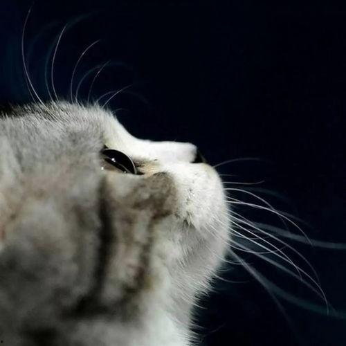 娱乐吃瓜小猫咪视频